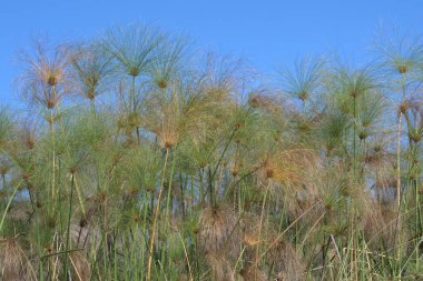Ormanda yeşil çimenler