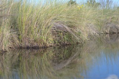 Nehir ve gölü olan güzel bir manzara.