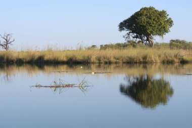Ormanda küçük bir göl