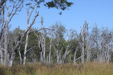 Parktaki ağaçlar ve bitkiler