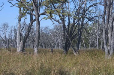 Ormandaki kuru bir ağacın yakın çekimi.