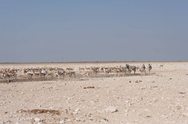 Afrika 'daki Etoşa Ulusal Parkı' nda beyaz koyun sürüsü