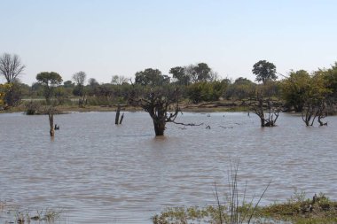 Kenya savanasında bir nehir manzarası