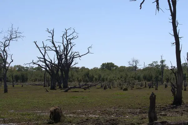 Ağaçlar, doğa, flora, fauna, doğa, çevre, orman, bitki örtüsü
