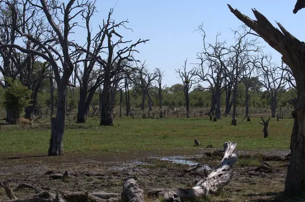 Kenya, Afrika savanındaki ağaçlar ve çalılar