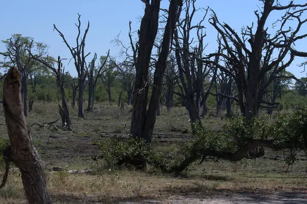 Zimbabwe Ulusal Parkı 'ndaki ağaçlar
