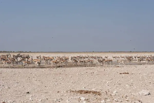 Namibya 'daki çölde deve sürüsü.