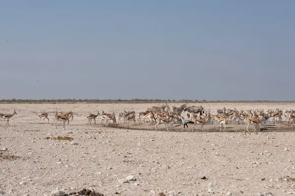 Etoşa 'daki bir grup vahşi hayvan.