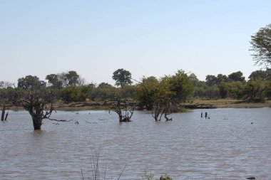 Nehirle Afrika manzarası