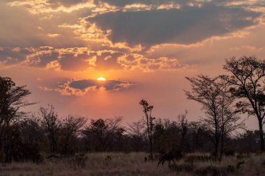 Afrika, Güney Afrika 'daki Kruger Ulusal Parkı' nda gün batımı