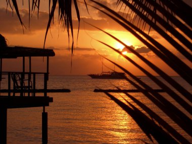 Sahilde gün batımı Palmiye ağaçları ve denizle