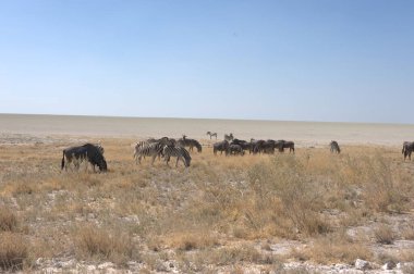 Çölde bir koyun sürüsü