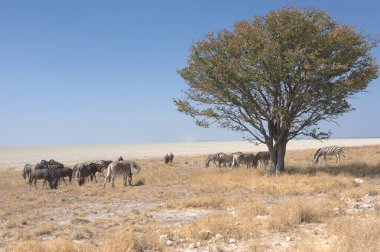 Çölde bir koyun sürüsü