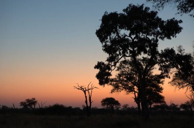 günbatımı Güney Afrika kruger Milli Parkı içinde