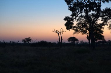 Gün batımında ormanda güzel bir ağaç görüntüsü.