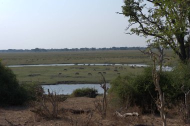 Doğal çevredeki güzel liol nehri