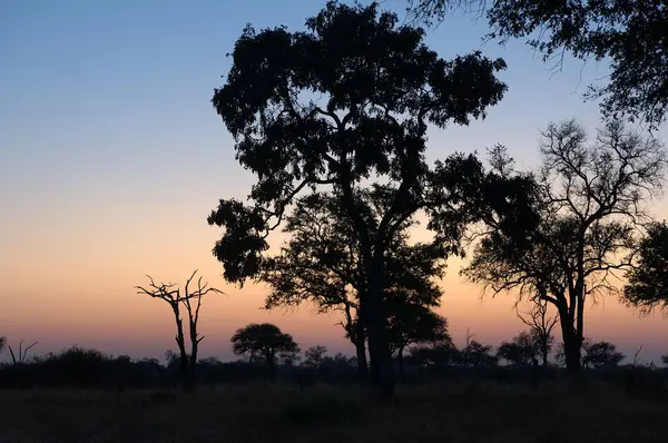 Akşam ışığında ağaç.