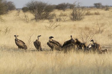 Doğadaki bir grup güzel kuş.