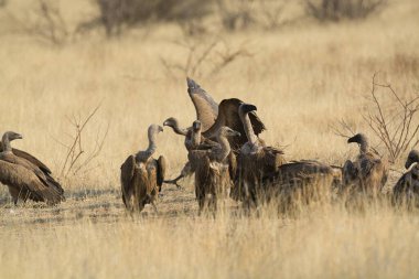 Doğadaki bir grup güzel kuş.