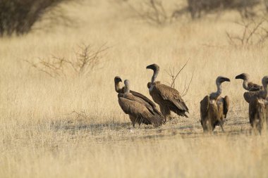 Doğal ortamda büyük bir vahşi kuş grubu, vahşi kaz, Antonio Galus