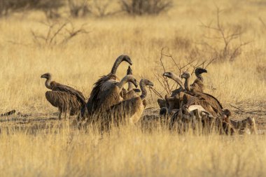 Doğalarında bir grup güzel kuş var.
