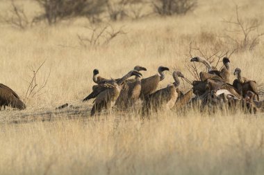 Savanadaki bir grup vahşi hayvan.
