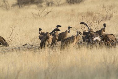 Doğanın güzel manzarası