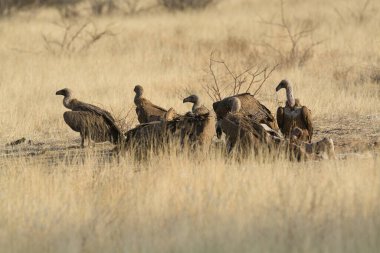 Savanadaki bir grup vahşi kuş.