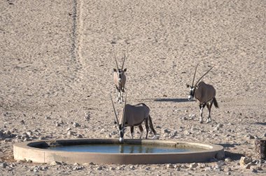 Çölde bir grup vahşi geyik.
