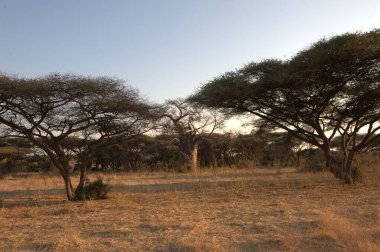Savanadaki güzel bir ağaç görüntüsü.