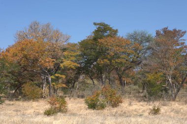 Ormanda sonbahar renkleri