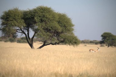 Vahşi zebra savanada yürüyor