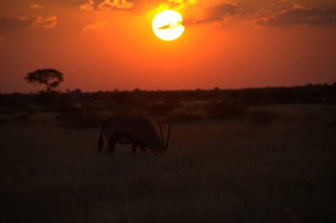 Afrika savanasında bir zürafa.