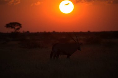 Antilop, Afrika ailesinin savanındaki vahşi Afrika hayvanlarının savanasında bulunan büyük şekilli bir kuştur. Bu onlardan biri.