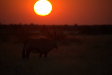 kenya Savannah antilop