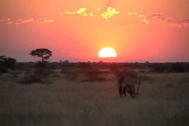 Afrika savanasında güzel bir günbatımı.