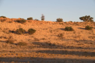 Çölde güzel bir gün batımı