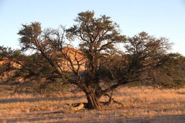 Dağlardaki güzel bir ağaç görüntüsü.