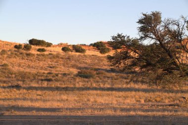 Namibya 'nın doğasının güzel bir manzarası.