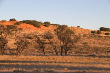 Kum tepelerinin manzarası, seçici odak