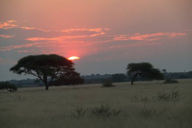 Kenya bozkırında günbatımı
