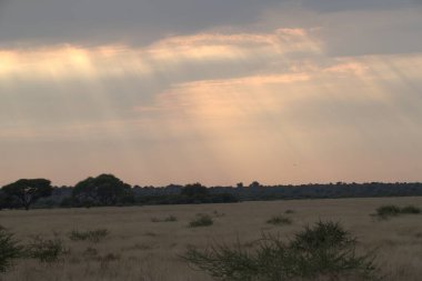 Ormanda güzel bir gün batımı