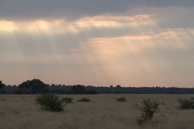 savana gün batımı