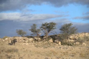 Beyaz ve gri taşlı güzel bir ağaç görüntüsü.