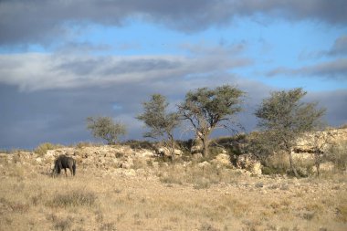 Kuru arazide yürüyen bir koyun sürüsünün dikey görüntüsü.