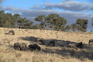Savanadaki vahşi Afrika filleri