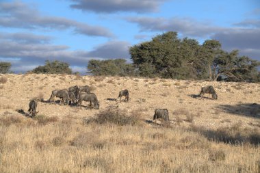 Otlakta otlayan koyun sürüsü.
