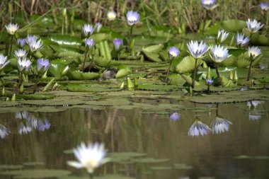 Gölette açan beyaz nilüfer çiçekleri.