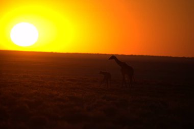 Gündoğumunda zürafa, Afrika
