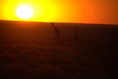 Afrika, Kenya savanındaki zürafa.
